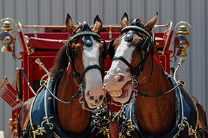 budweiser-clydesdales-at-Ambassadors-of-Excellence-Big-Jake-Award-party-terrance-a-smith-distributing-2014.jpg