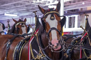 budweiser-clydesdales-terrance-a-smith-distributing-2-300x200.jpg