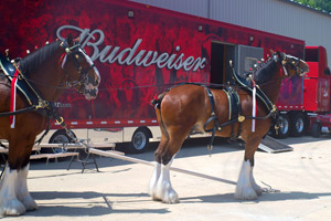 budweiser-clydesdales-terrance-a-smith-distributing-300x200.jpg